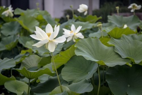 lotus green leaves pond
