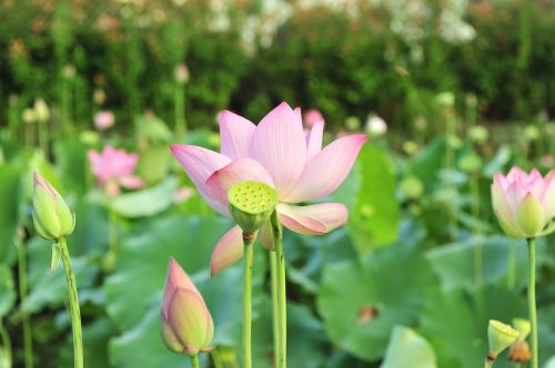 lotus flowers pink lotus
