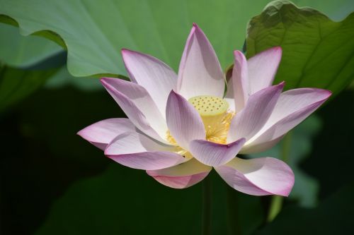 lotus flower plant