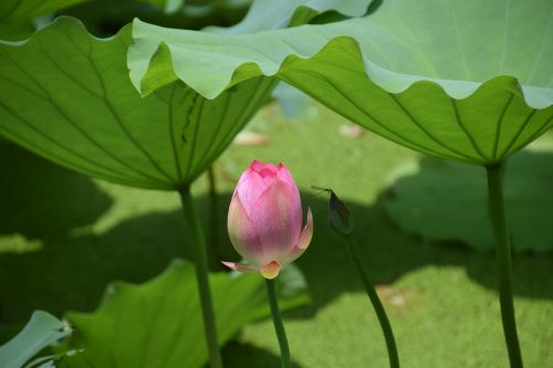 lotus pond pink
