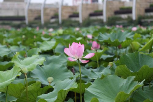 lotus the scenery park