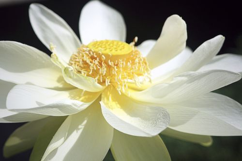 lotus kite flowers