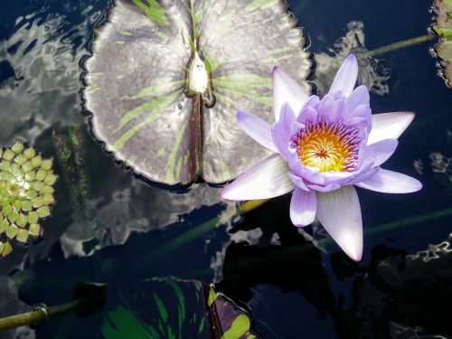 lotus lily pad