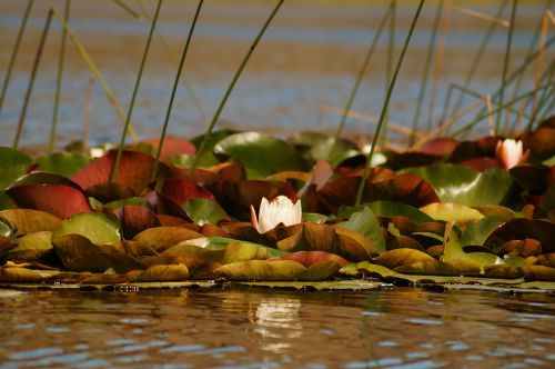 lotus flower colors