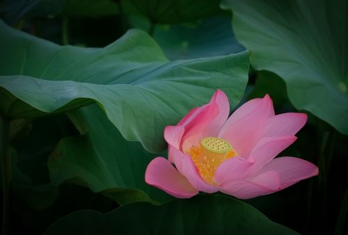 lotus early summer summer