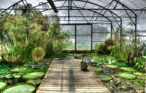 lotus greenhouse waterlily