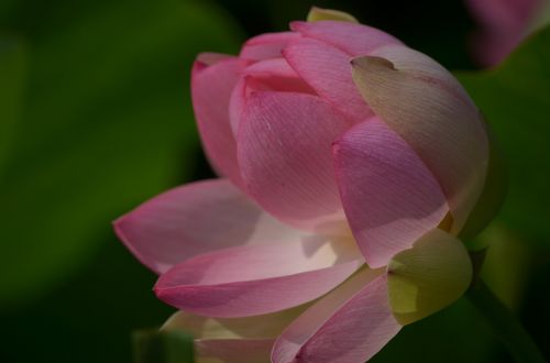 lotus lotus blossom aquatic plant