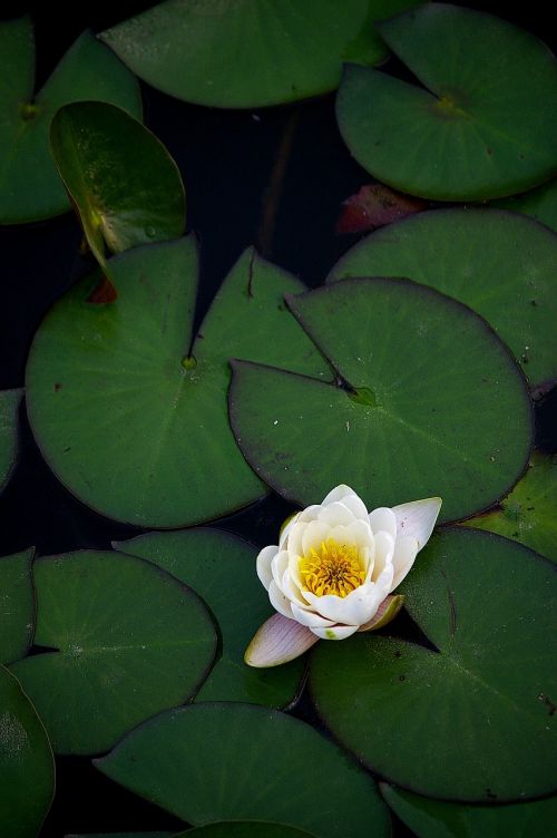 lotus lake water lilies
