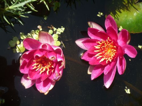 lotus lily water lily