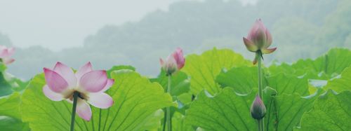 lotus hangzhou west lake