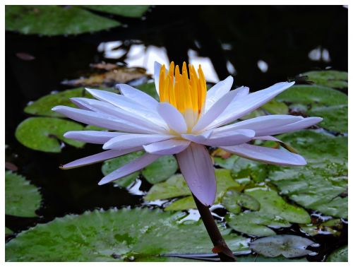 lotus bluwamlewoleba garden