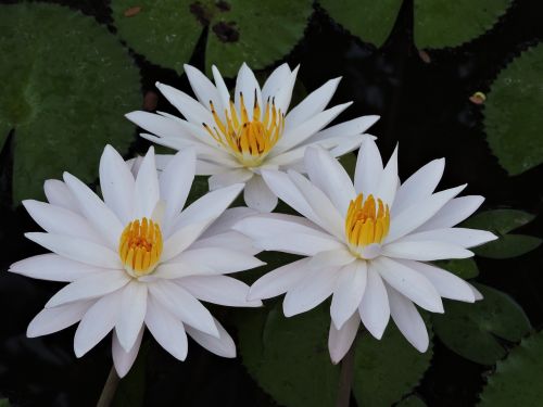 lotus bluwa lewoleba