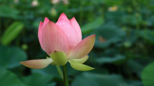 lotus hongryeon gwangokji