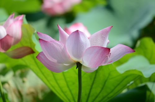 lotus in full bloom lotus leaf