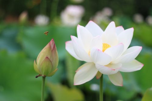lotus bee white lotus flower