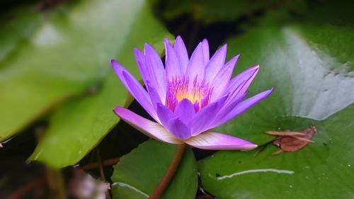 lotus lake side