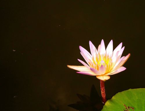 lotus west java indonesian