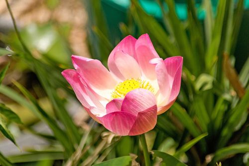 lotus the pink flowers bo