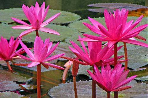 lotus water lily flowers