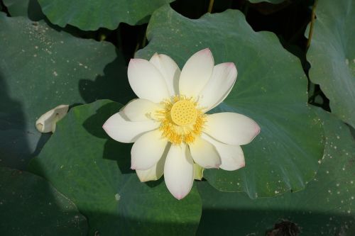 lotus nail pond