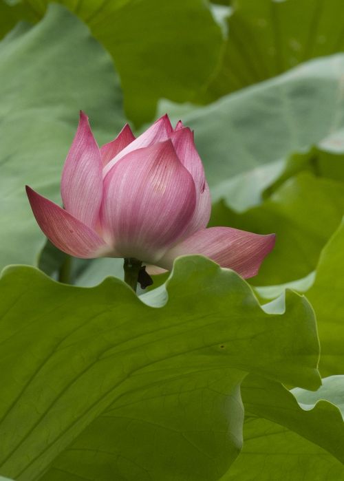 lotus bloom close up nature