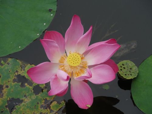 lotus blossom flower aquatic plant