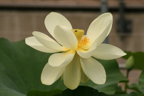 lotus blossom water lily flower