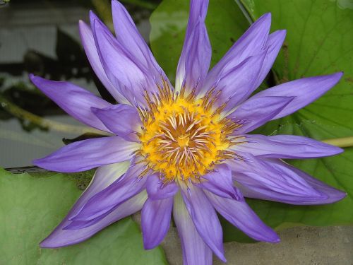 lotus blossom lotus flower