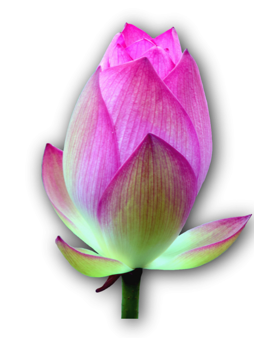 lotus blossom isolated lotus