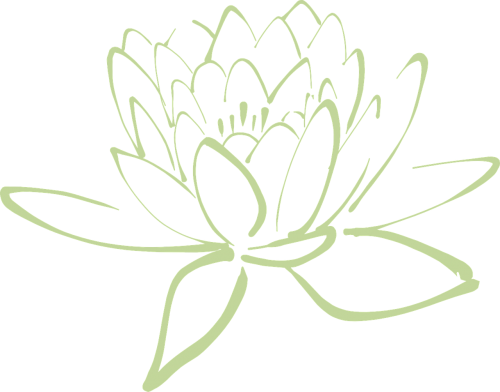 lotus blossom lotus flower