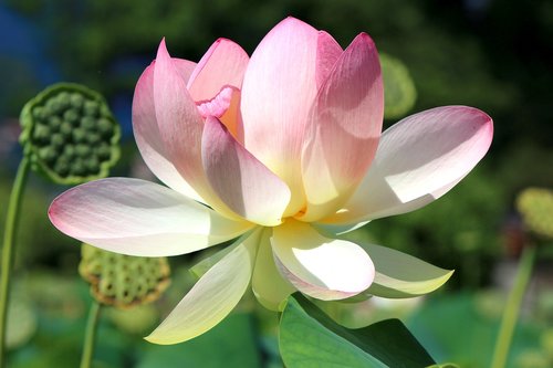 lotus blossom  close up  pink