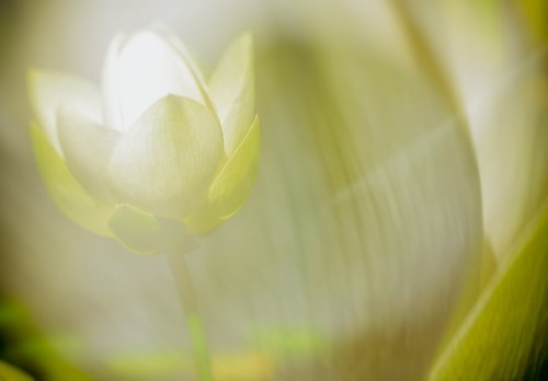 lotus blossom  lotus  flower