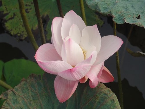 lotus blossom  flowers  water flower