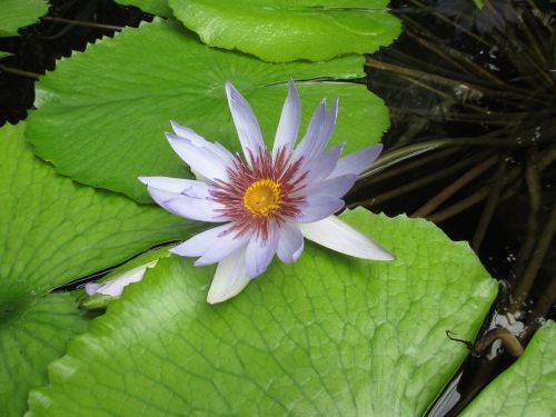 lotus blossom water lily aquatic plant