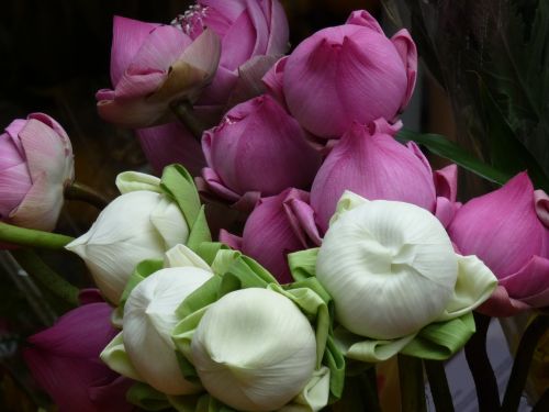 lotus blossom white violet
