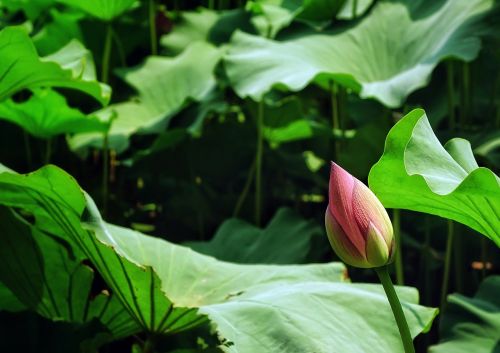 lotus bud flower pink