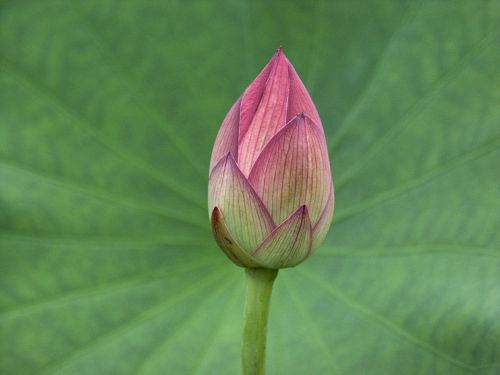 lotus bud plant flower