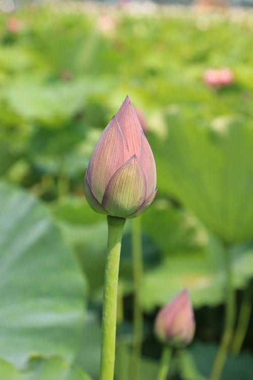 lotus bud lotus flower