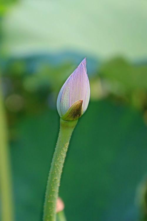 lotus bud lotus flower