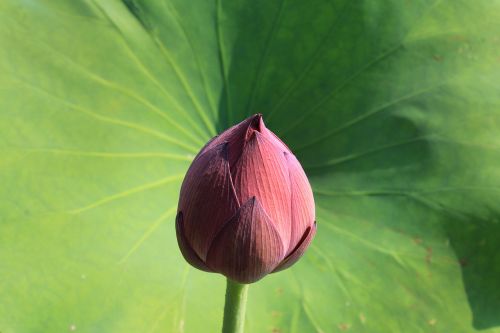 lotus bud lotus bud