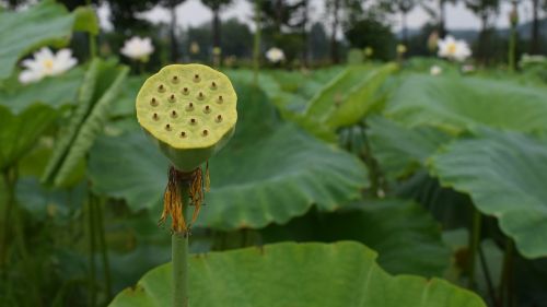 lotus disc pond country