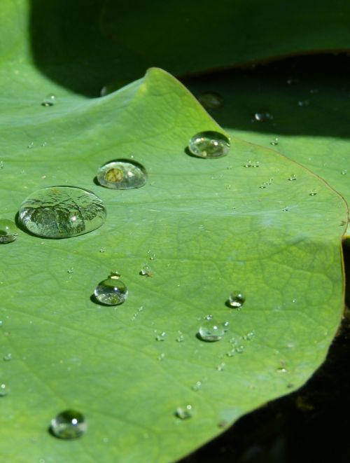 lotus effect drip water