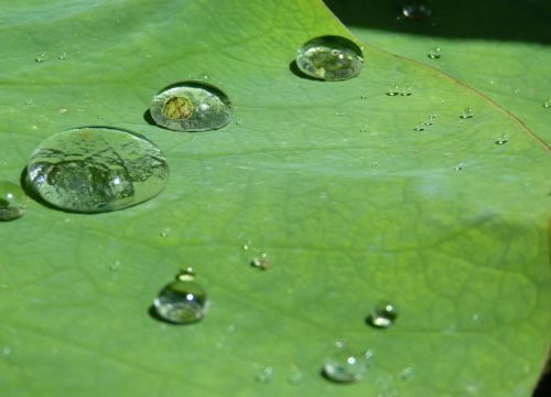 lotus effect drip water