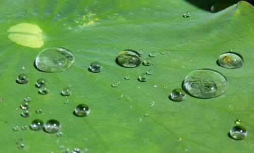 lotus effect drip water