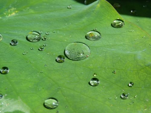 lotus effect drip water