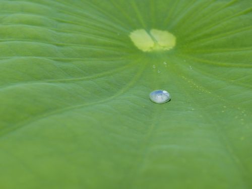 lotus effect drip water