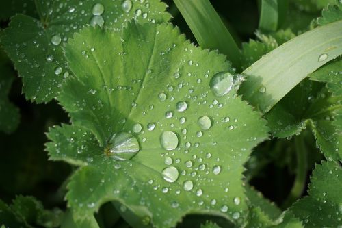 lotus effect raindrop water