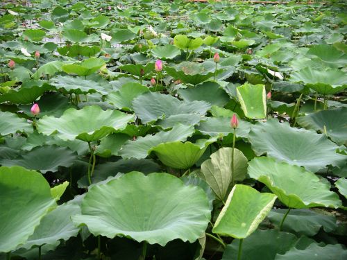 Lotus Field