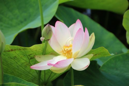 lotus flower august aquatic plant