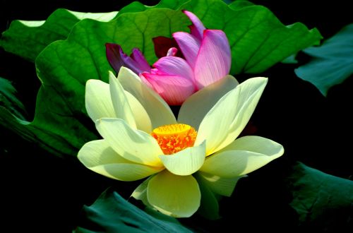 Lotus Flower